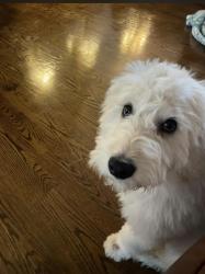 User Profile: Goldendoodlegirl79