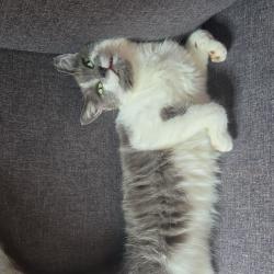 User Profile: chlochlonut