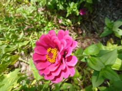 User Profile: GrowingRosesSideways