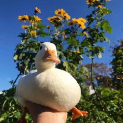 User Profile: heartfulDuck