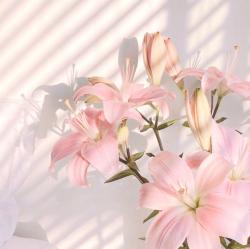 User Profile: Sunshinegirly123