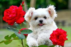 Profile: wisedog855559