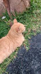 User Profile: springcat