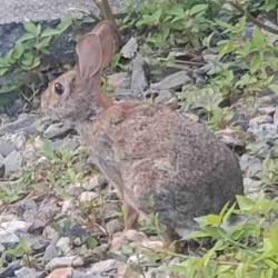 User Profile: 1BraveBunny