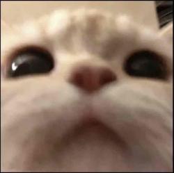 User Profile: Thatsallthatslife