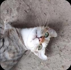User Profile: VelvetBlankie