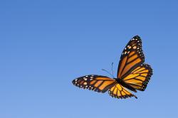 calmasabutterfly profile picture