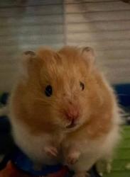 User Profile: InkyDoodler