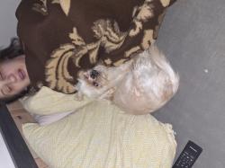 User Profile: GentleDog77