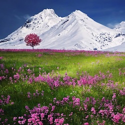 User Profile: greatfulBlossom6679