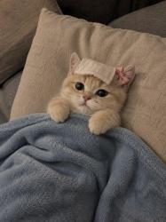 meowsbeeks profile picture