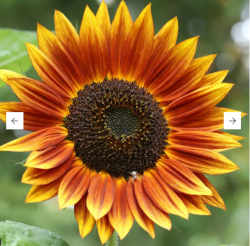 User Profile: SunflowerSoul12