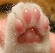User Profile: puffypaws