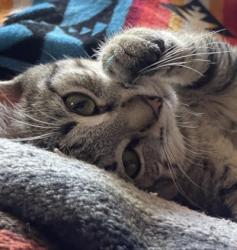 User Profile: LaserPaw