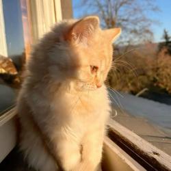 Feyagirly profile picture