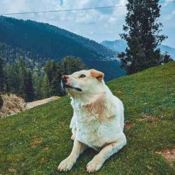 User Profile: Orca03