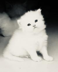 User Profile: bountifulWatermelon1188