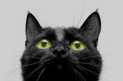 User Profile: PeacefulPaws007