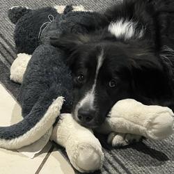 User Profile: EmotionalSupportButton