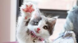 User Profile: softCat123