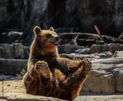 Profile: FriendlyBear95