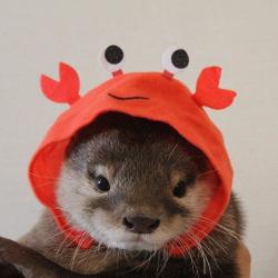 User Profile: otterii