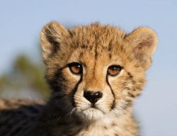 User Profile: CheetahCub