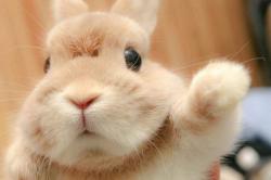 User Profile: MooncakeRabbit