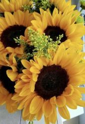 User Profile: 1Sunflower1