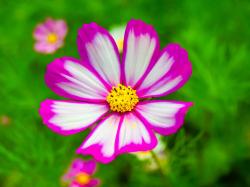 User Profile: BryteFlowerPetals