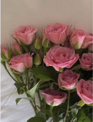 User Profile: dreamRose77