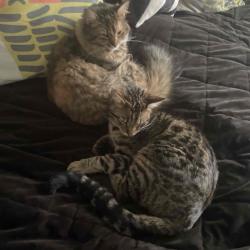 User Profile: fluffykittykat