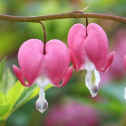 User Profile: UkrainianFlower