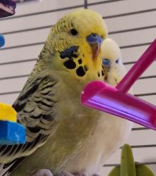 User Profile: SkylusWings