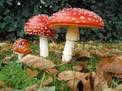 User Profile: positivemushroom