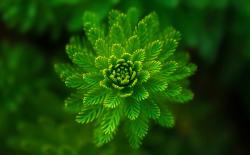 User Profile: FernFlower