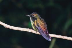 User Profile: DancingSongbird579