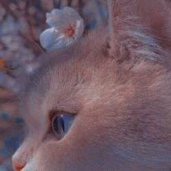 User Profile: healingblossombuddy