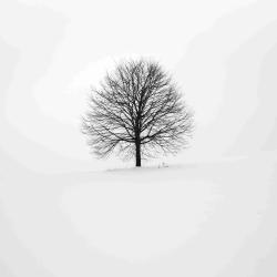 User Profile: BlueWhiteSnow