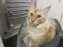 User Profile: KittyKat2023