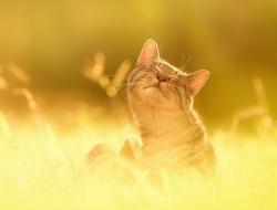 User Profile: Sunshinecat1