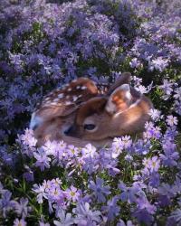 User Profile: dazydeer2701