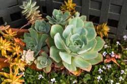 User Profile: GreenIvy4269