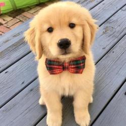 User Profile: bestPuppy137