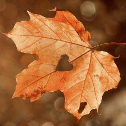 User Profile: OakSerenity