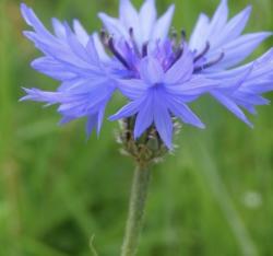 User Profile: ThePatientCornflower