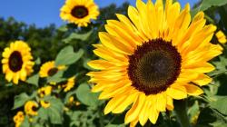 User Profile: AngelicSunflower0421