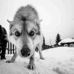 User Profile: LOOPHOLE