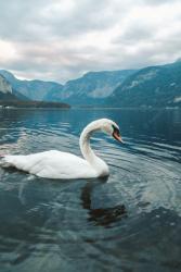 User Profile: SupportiveSwan