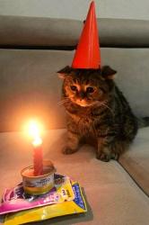 User Profile: Catsaresupercool55